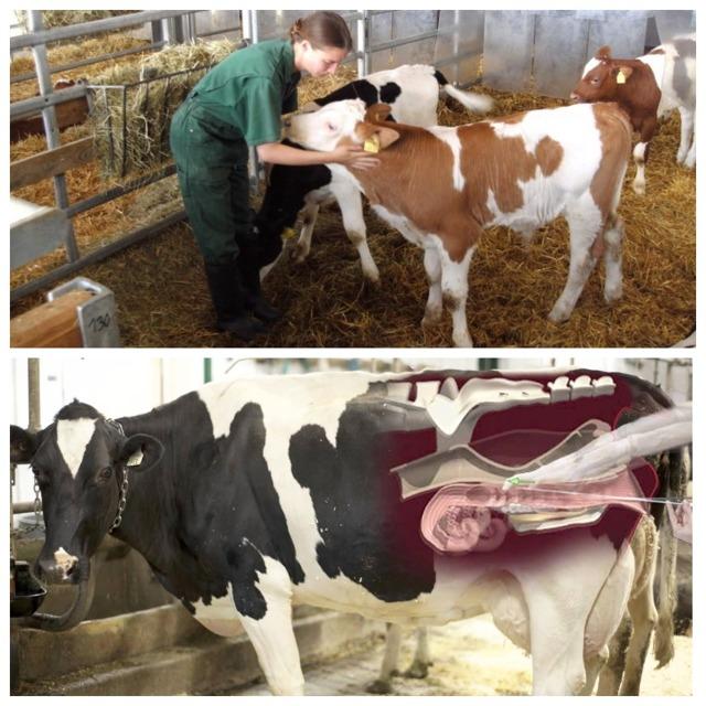 inspección de vacas