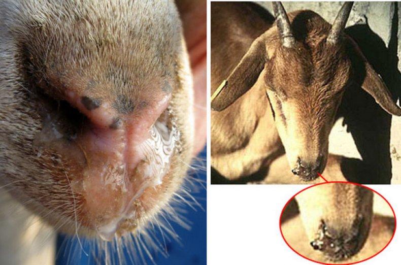 пироплазмоза код коза