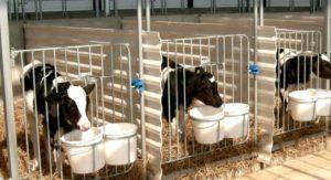 Пројекат и цртежи краве за 50 грла, како саградити фарму властитим рукама