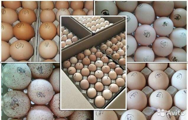 Inkubation von Eiern