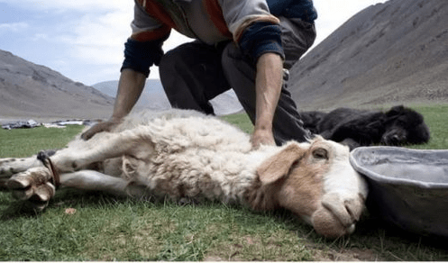 giết thịt một con cừu đực