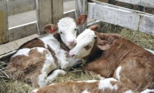 Causes of umbilical sepsis in the calf, treatment and prevention of inflammation
