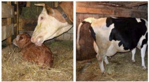 How to know when a cow will calve, the signs and how many hours the contractions last