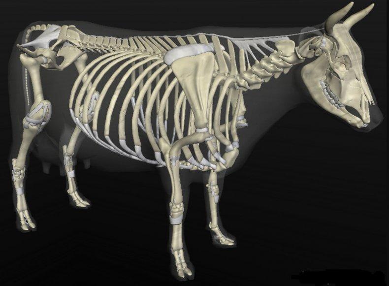σκελετός αγελάδας
