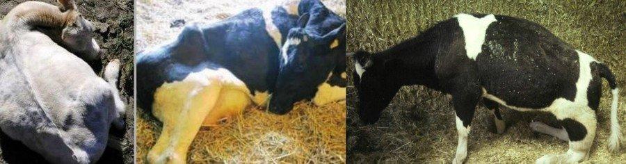 popôrodná paréza u kravy