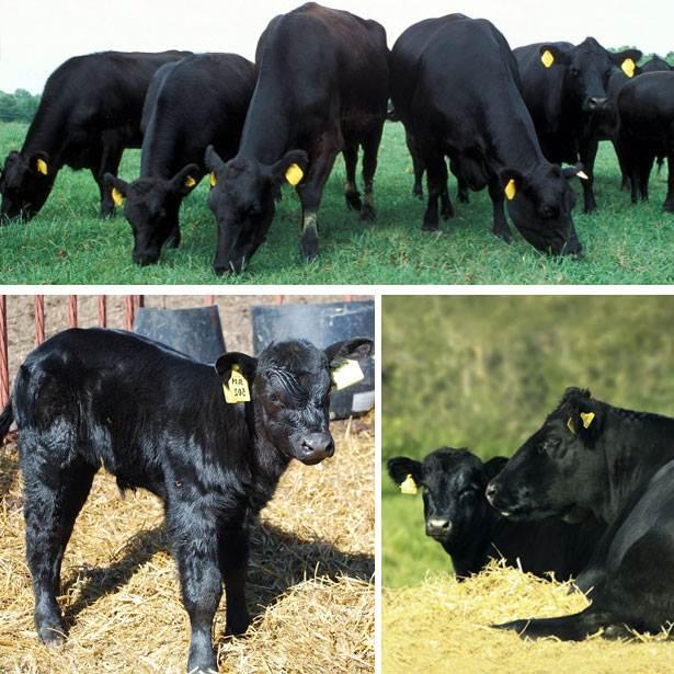 αγελάδες γαλακτοπαραγωγής