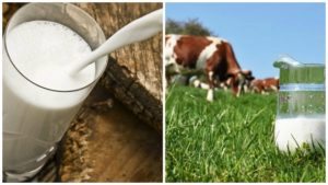 Hvorfor komælkens udbytte faldt, og årsagerne til det kraftige fald i mælken, hvad de skal gøre