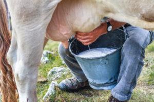 Sammensætningen og fordelene ved mælk, hvad og hvor mange vitaminer og næringsstoffer den indeholder