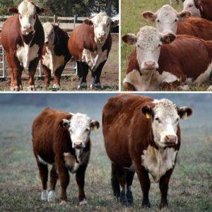 Popis a vlastnosti Hereford skotu, chov a chov