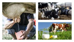 I hvilken alder begynder en ko at mælke, og hvordan den produceres