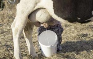 Kiedy po wycieleniu krowa można pić mleko i ile dni jedzie siara