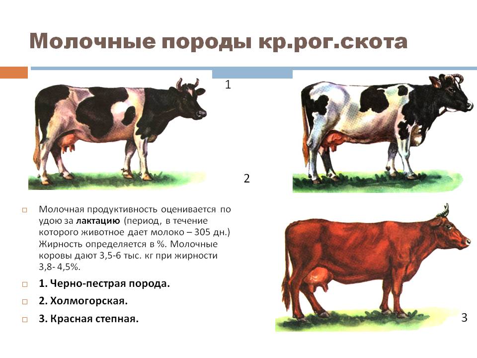 milk yield in cows is determined