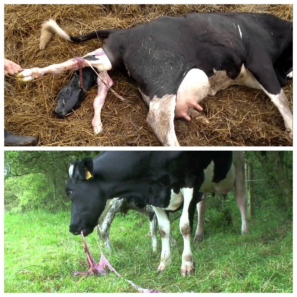 poród u krowy