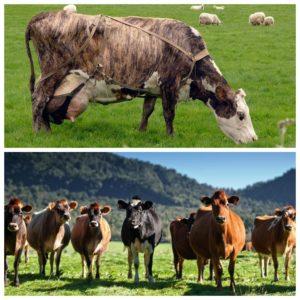 Détermination de la période de service pour les vaches et de la durée du cycle intersomatique