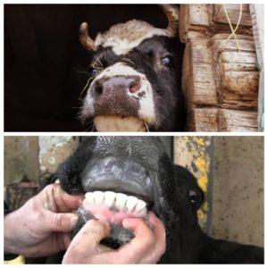 Warum knirschen Kühe mit den Zähnen und was tun?