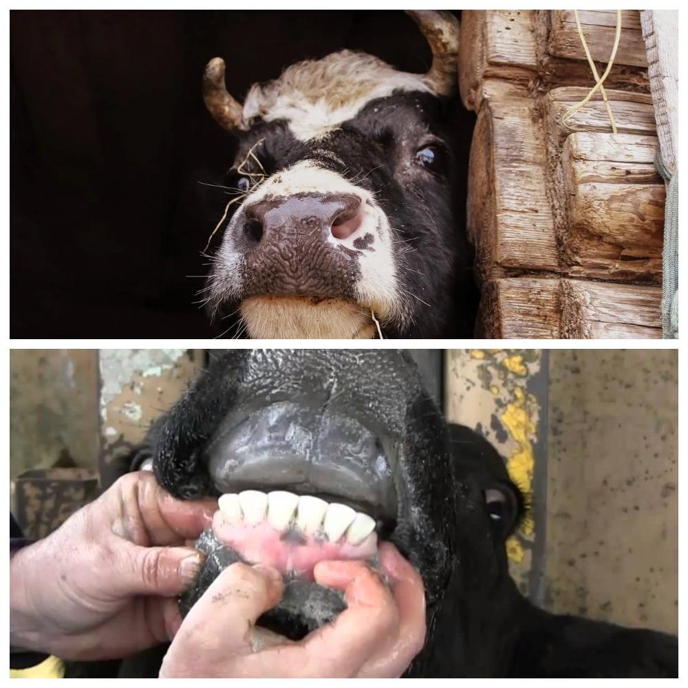 karvės šlifuojami dantys