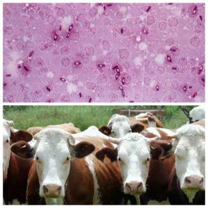 L’agent causant i símptomes de la pastorellosi en el bestiar, mètodes de tractament i vacunacions