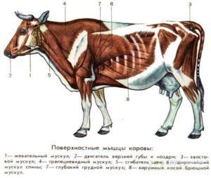 Anatómia štruktúry kostry kravy, názvy kostí a vnútorných orgánov