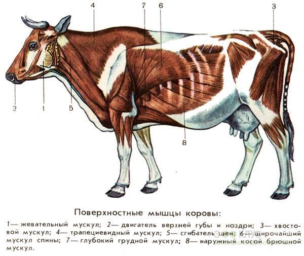 músculos de la vaca