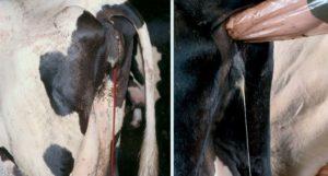 Årsager og symptomer på vaginitis hos køer, behandling af kvæg og forebyggelse