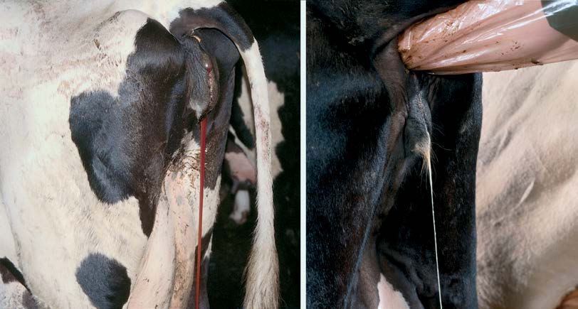 viêm nội mạc tử cung ở bò
