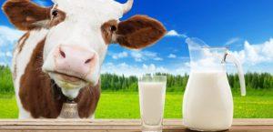 Korzyści i szkody prawdziwego mleka krowiego, zawartość kalorii i skład chemiczny