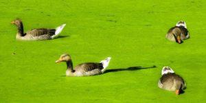 Τα οφέλη του duckweed για τη διατροφή των παπιών, σε ποια ηλικία και πώς να το δώσετε σωστά