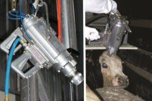 Top 14 methods of slaughtering livestock and carcass cutting technology at home