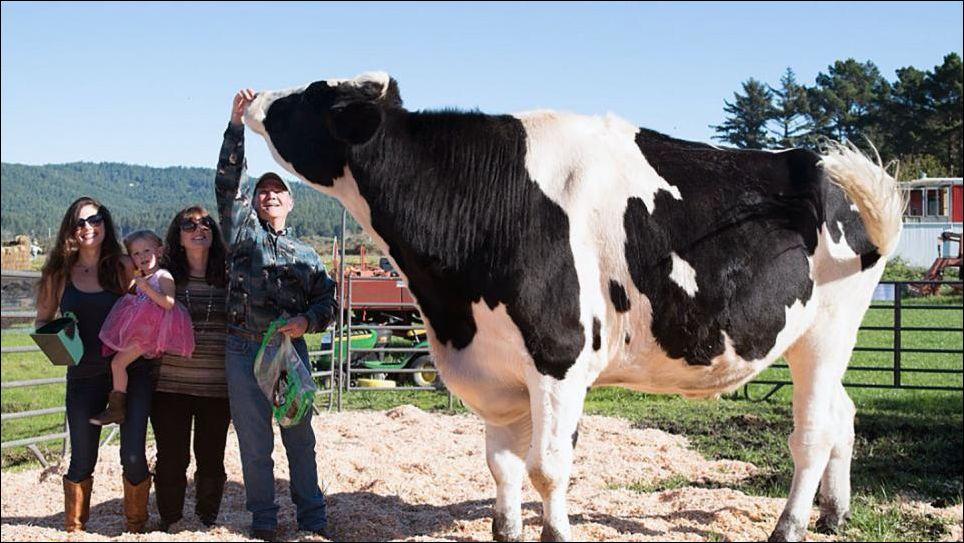 toro Holstein