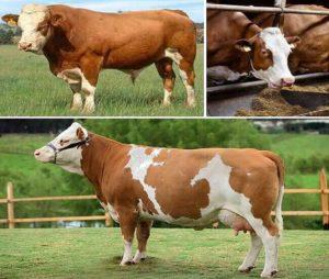 Beskrivning och egenskaper för underhåll av Simmental boskap och kor