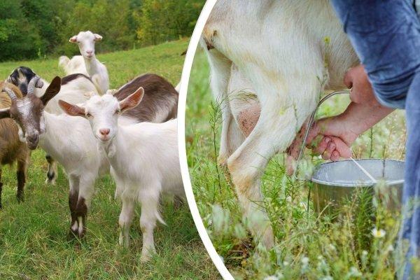 gorky goat breed