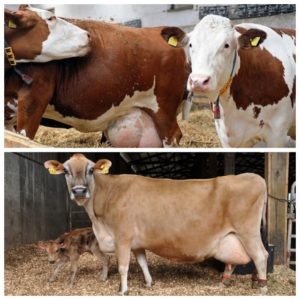 Oorzaken van afscheiding bij een drachtige koe, de norm en wat te doen als er slijm verschijnt