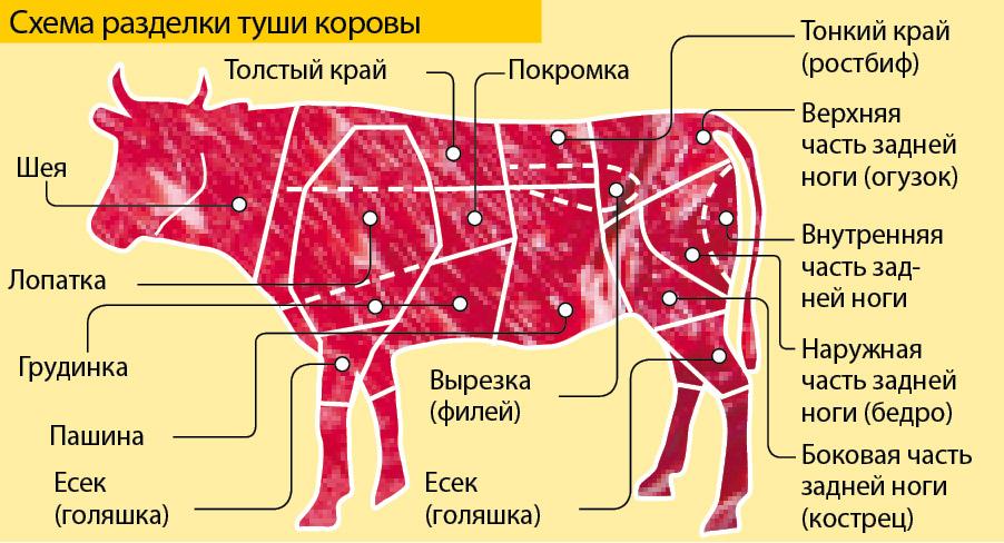 časti tela kravy
