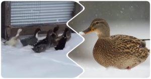Ahol a kacsák télen repülnek és a vándorlás jellemzői, a visszatérés okai