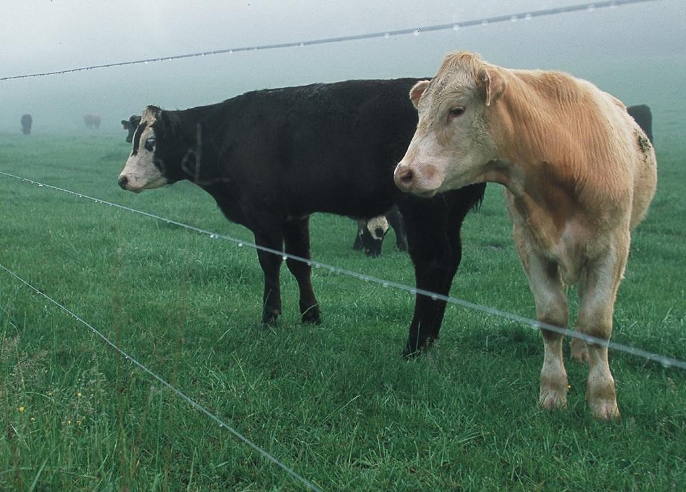 berger électrique vache