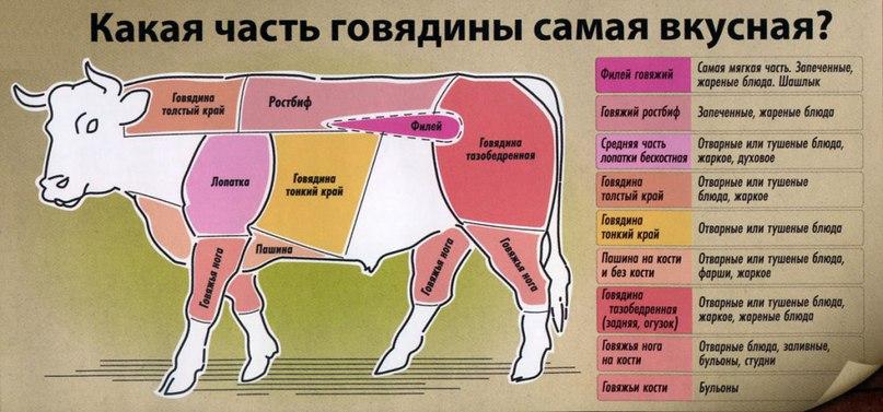 partes del cuerpo de la vaca