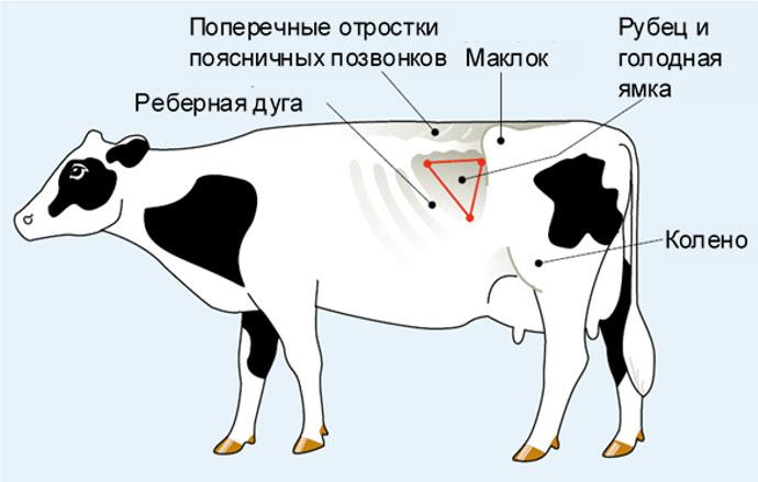 hungrige Fossa bei einer Kuh