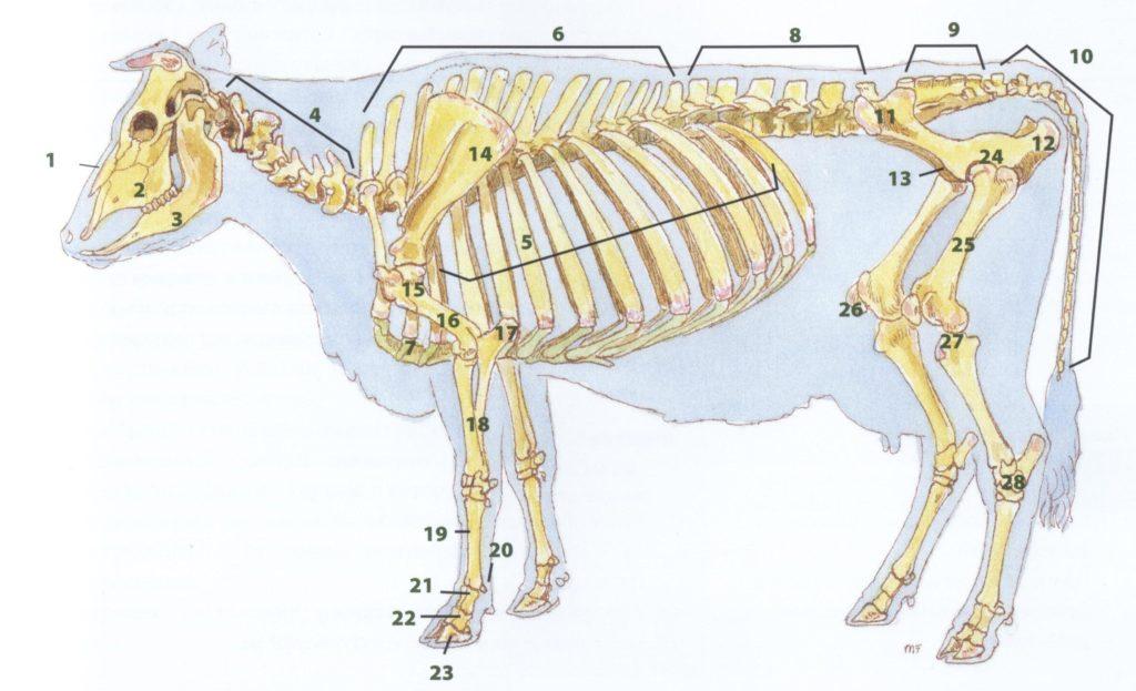 scheletro di mucca