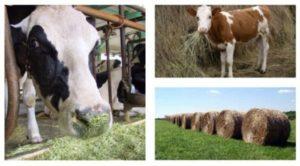 How much hay does a cow need for a year, day and winter, methods of calculating the amount