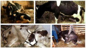 Symptoms and treatment of postpartum paresis in a cow, what to do for prevention