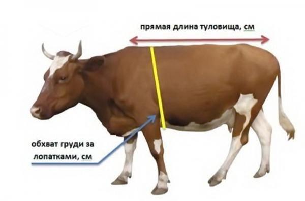 mesure de la vache