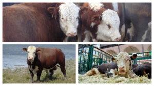 أنواع وألوان الأبقار في روسيا والعالم ، كيف تبدو الماشية ، خصائص السلالات