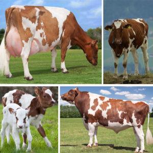 Descripción y características de la raza de vacas Ayrshire, los pros y los contras del ganado y el cuidado.