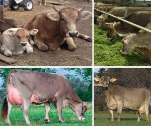 Опис и карактеристике швајцарских крава, предности и недостаци говеда и неге