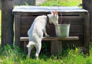 Zašto koze ne piju vodu i kako ih trenirati, što učiniti ako piju sapun