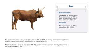 Hvor meget vejer en tyr i gennemsnit og en tabel efter alder, top 4 beregningsmetoder