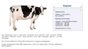 Hvor mange kg i gennemsnit og maksimum en ko kan veje, hvordan man måler