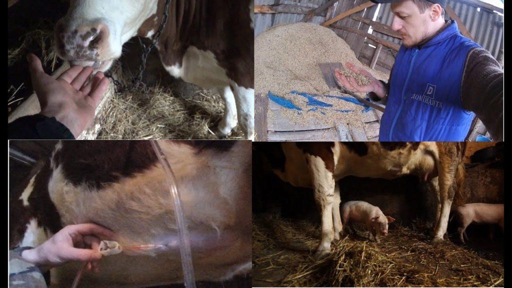 istruzioni per l'uso del timpanolo per le mucche animali