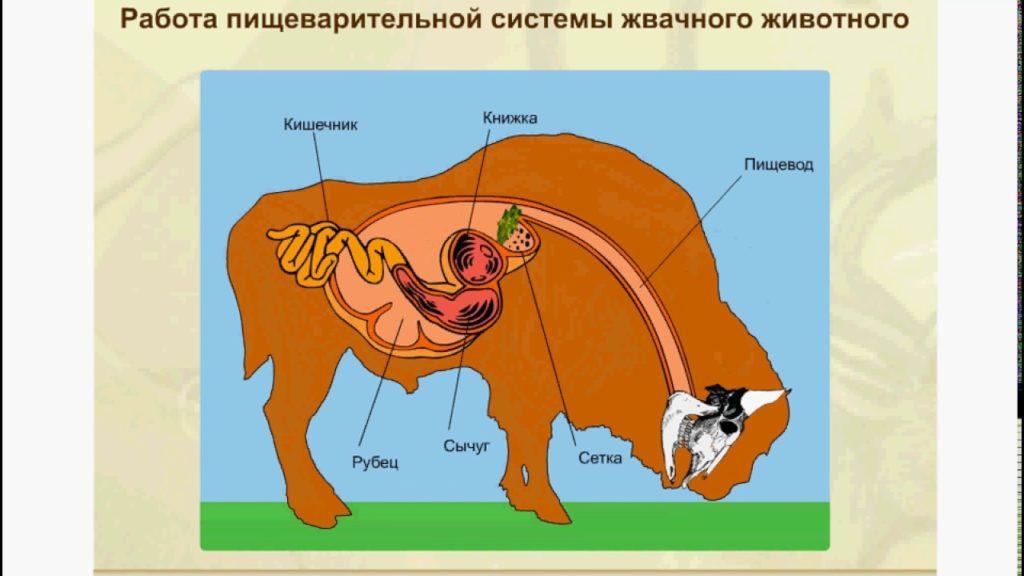 stomaco del bestiame