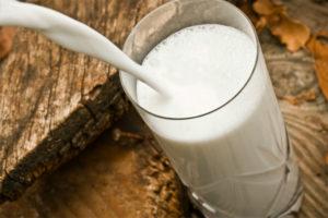 Warum Milch nach Kuh riecht, was zu tun ist und wie der Gestank beseitigt wird
